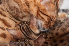 Bengal Kitten braun